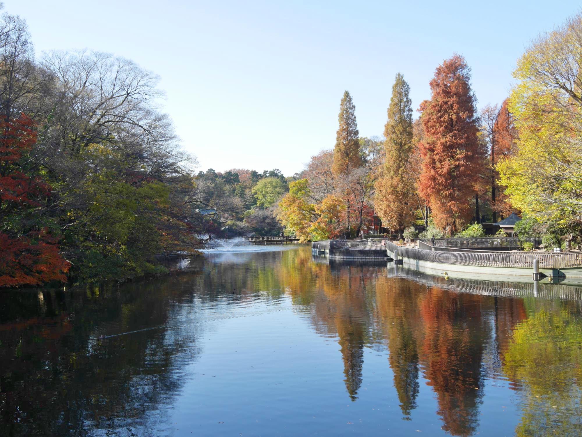 20161125-井の頭恩賜公園 (21)池.jpg