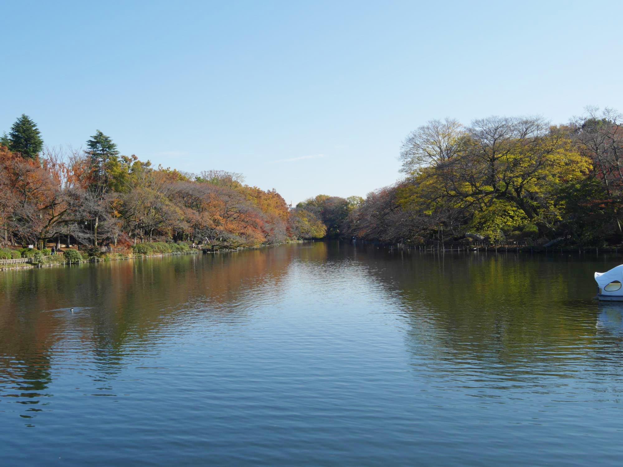 20161125-井の頭恩賜公園 (24)池.jpg