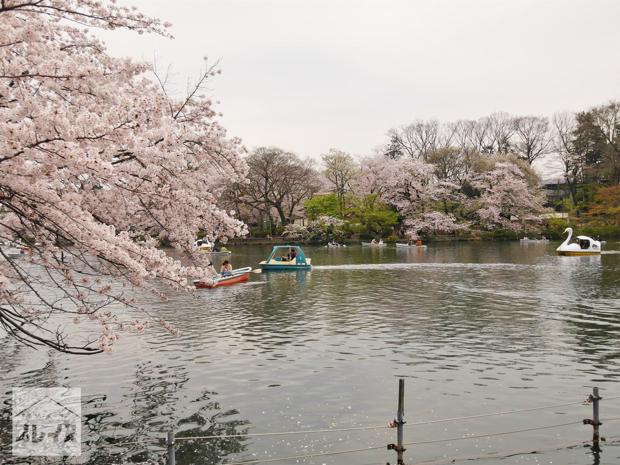 LA20170410-井の頭恩賜公園 (9)池と桜.jpg