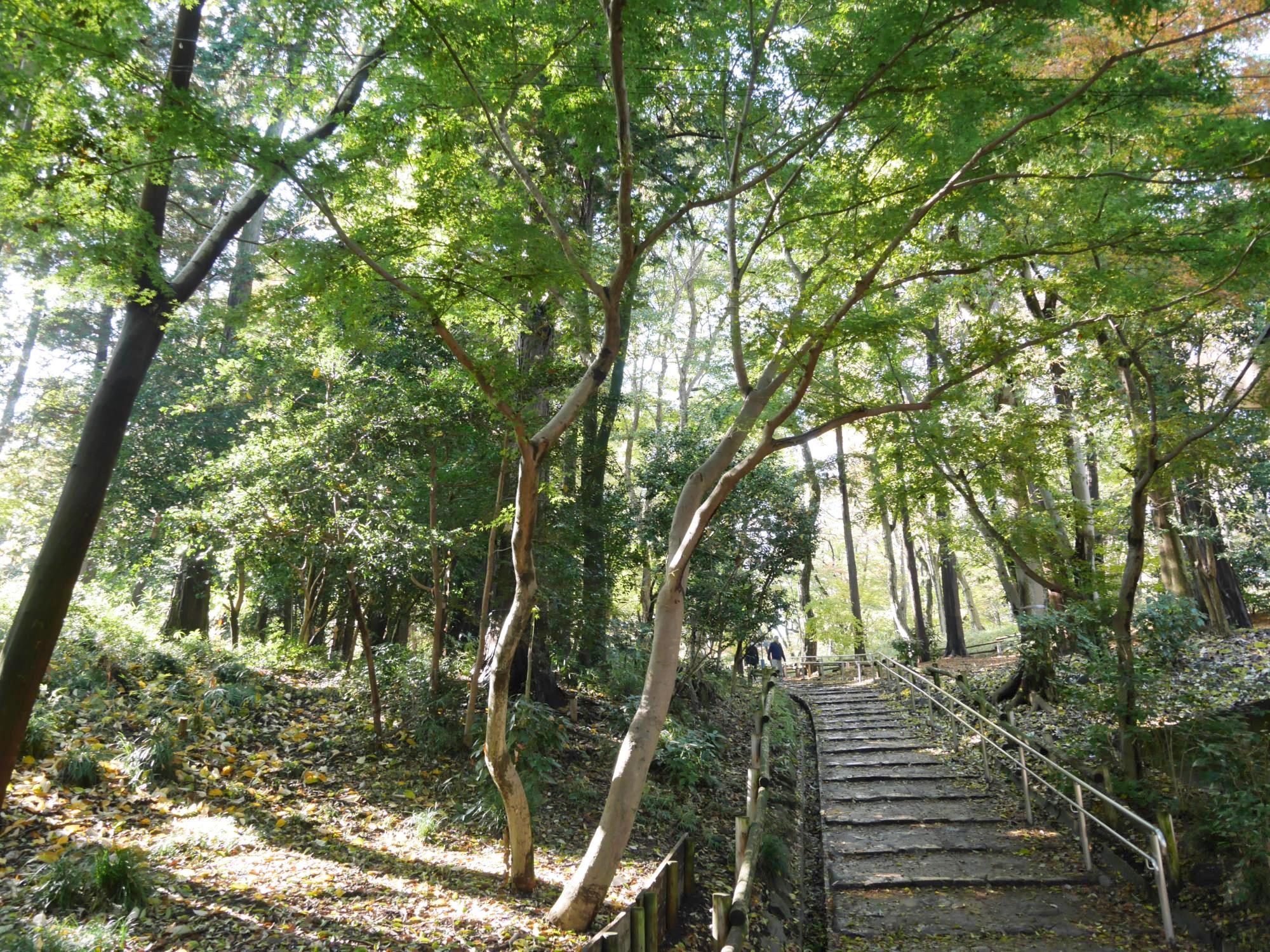 20161125-井の頭恩賜公園 (7)遊歩道階段.jpg