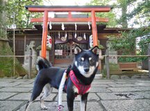 吉祥寺のパワースポット　　武蔵野八幡宮